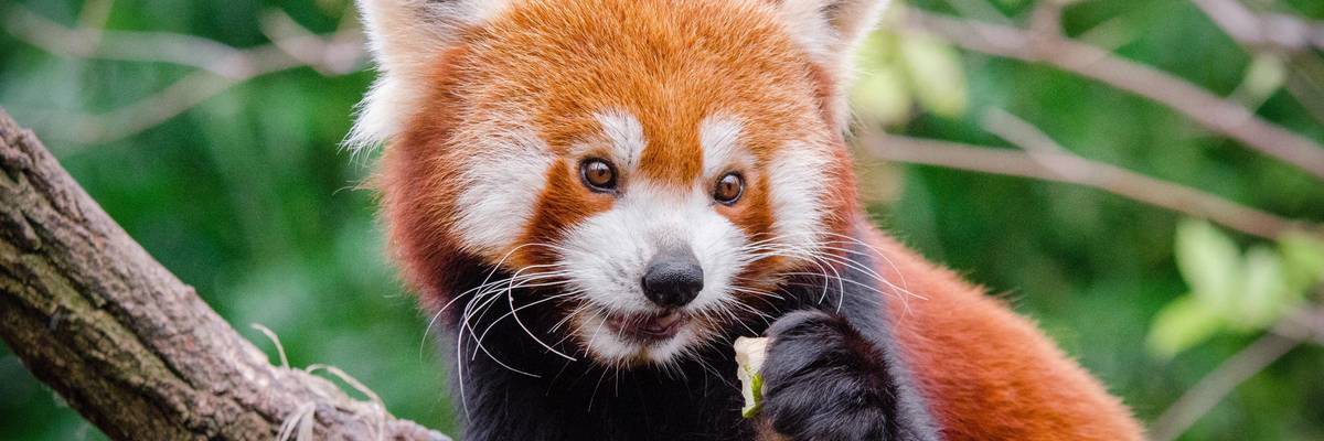 red panda