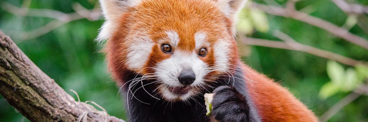 red panda