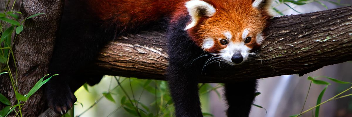 red panda