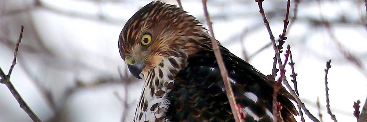 Red-tailed hawk in winter.