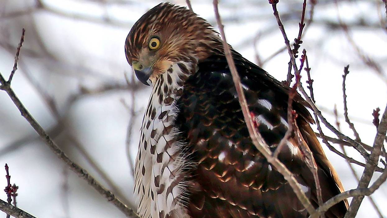 Red-tailed hawk in winter.