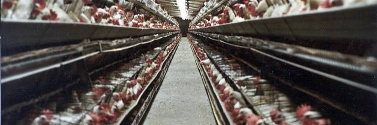 Want To Fight Climate Change? Look No Further Than Your Dinner Plate