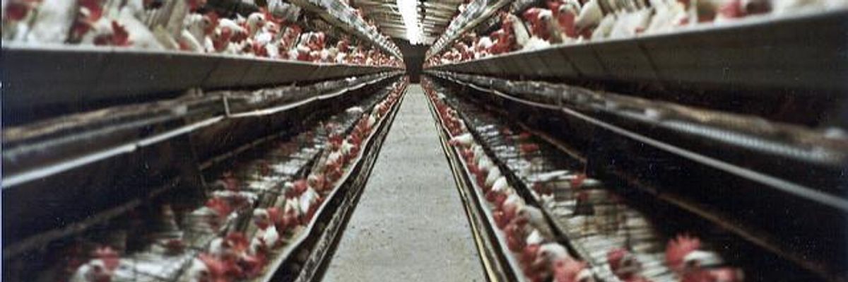 Want To Fight Climate Change? Look No Further Than Your Dinner Plate