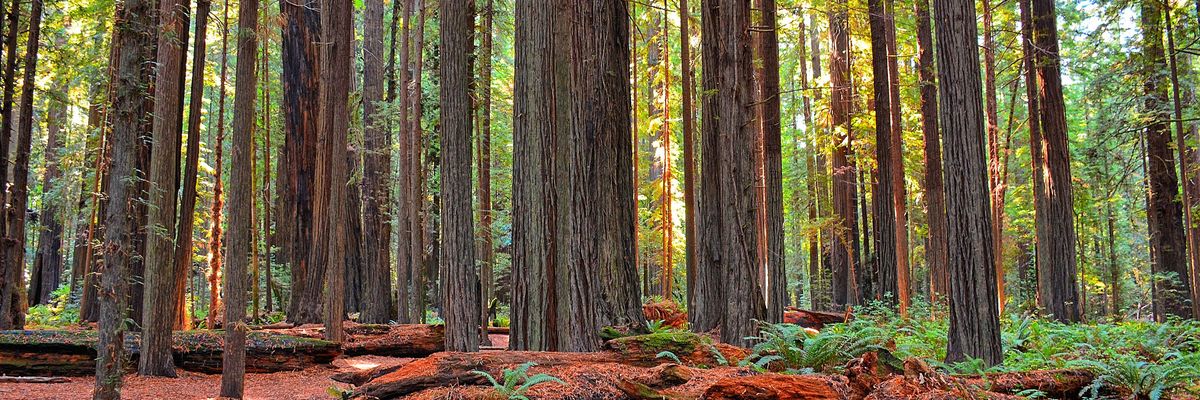 redwood forest