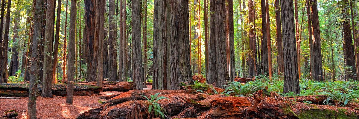 redwood forest