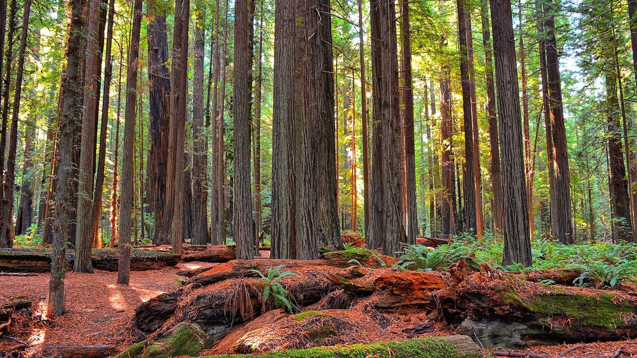 redwood forest