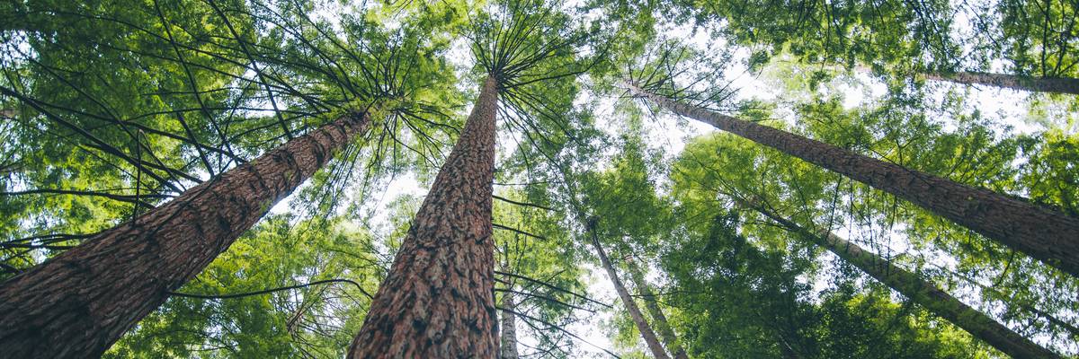 Redwood forest