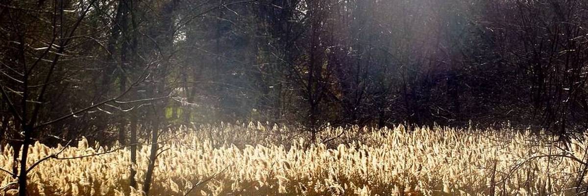 reeds in a marsh near Mt. Kisco.