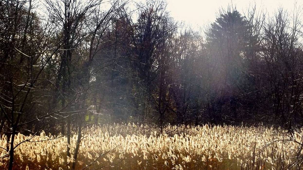 reeds in a marsh near Mt. Kisco.