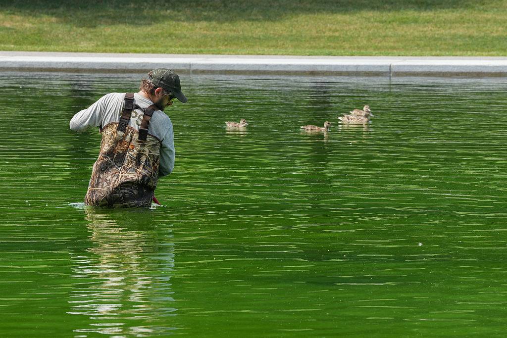 Reflection pool green with ducks