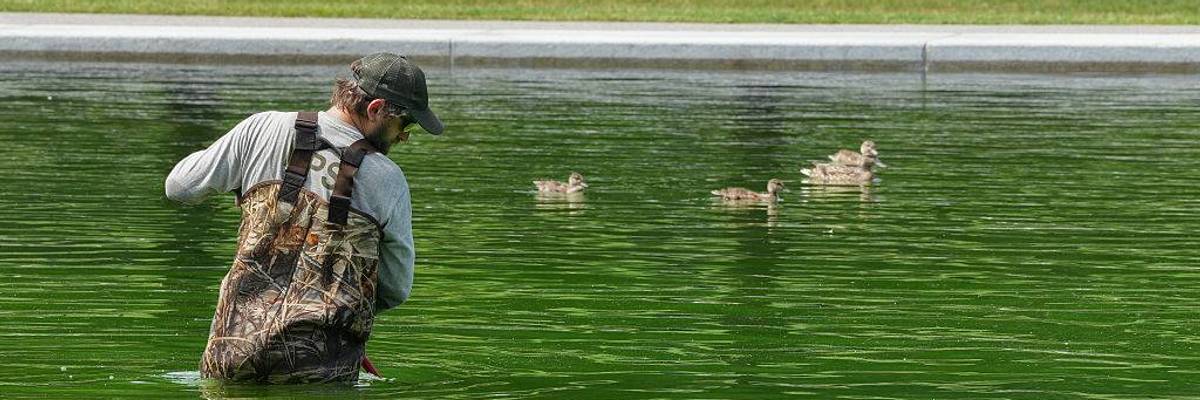 Reflection pool green with ducks