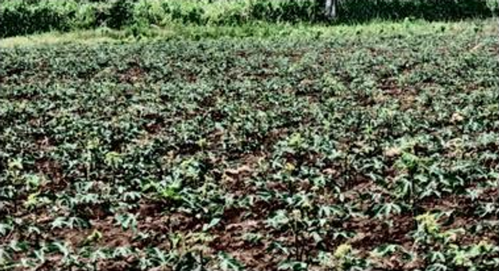 Regenerative cassava field during a drought.