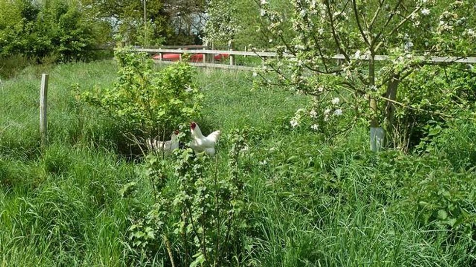 Regenerative practices like this help build healthy soil. (Photo: London Permaculture/flickr/cc)