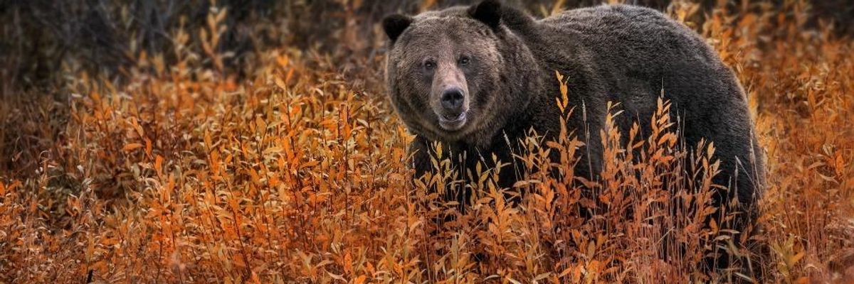 Indigenous Groups Applaud Protection of Grizzly Bear as Liz Cheney Claims Rule Harms 'Western Way of Life'