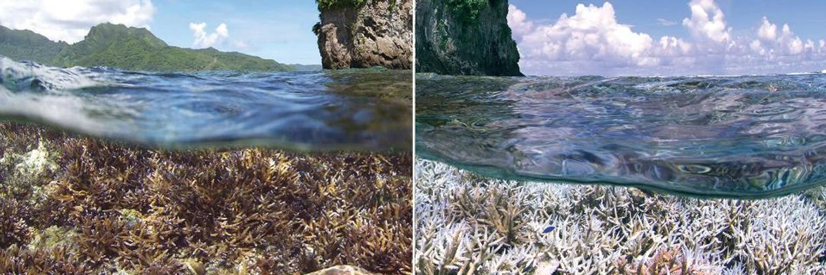 Report Details Triple Threat to Coral Reefs