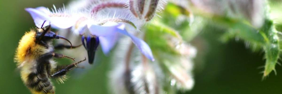 Research has shown that a "serious reduction in pesticide usage" is essential to prevent the extinction of up to 41% of the world's insects in the coming decades.