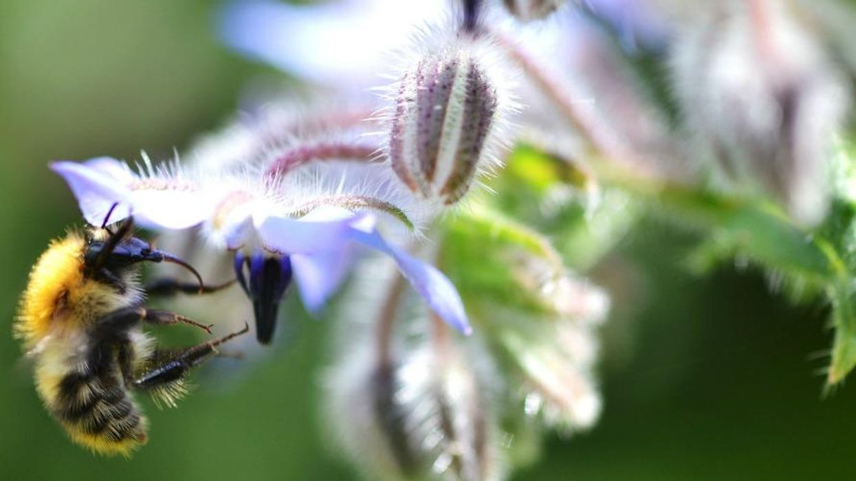 Research has shown that a "serious reduction in pesticide usage" is essential to prevent the extinction of up to 41% of the world's insects in the coming decades.