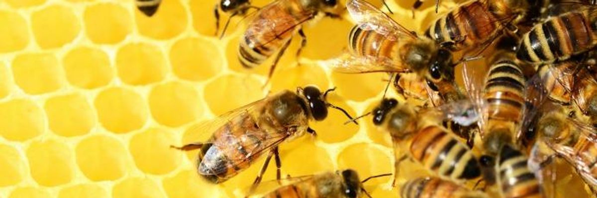 Tainted Honey: Bee-Poisoning Pesticides Found Globally