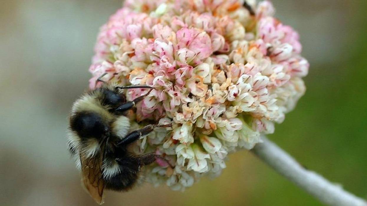 Stopping the Sixth Extinction