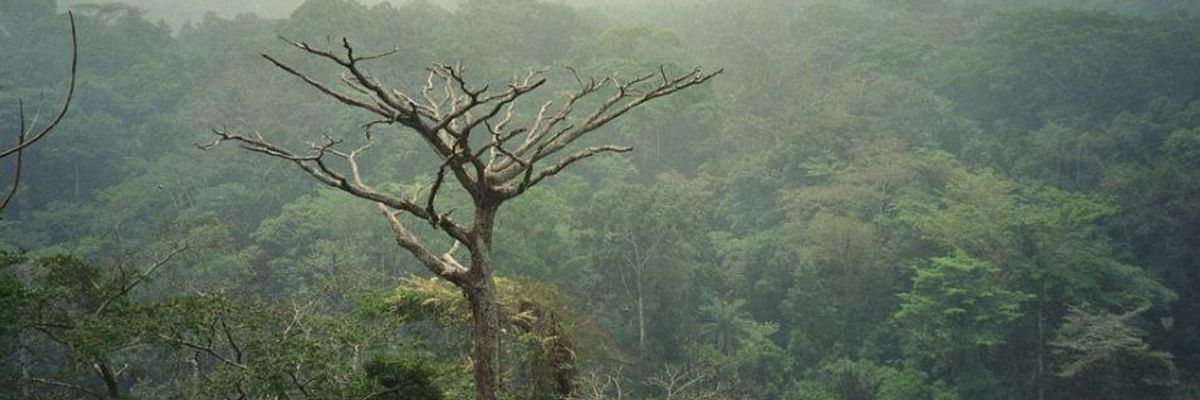 US-Funded Conservation in African Rainforests is Resounding Failure: Report