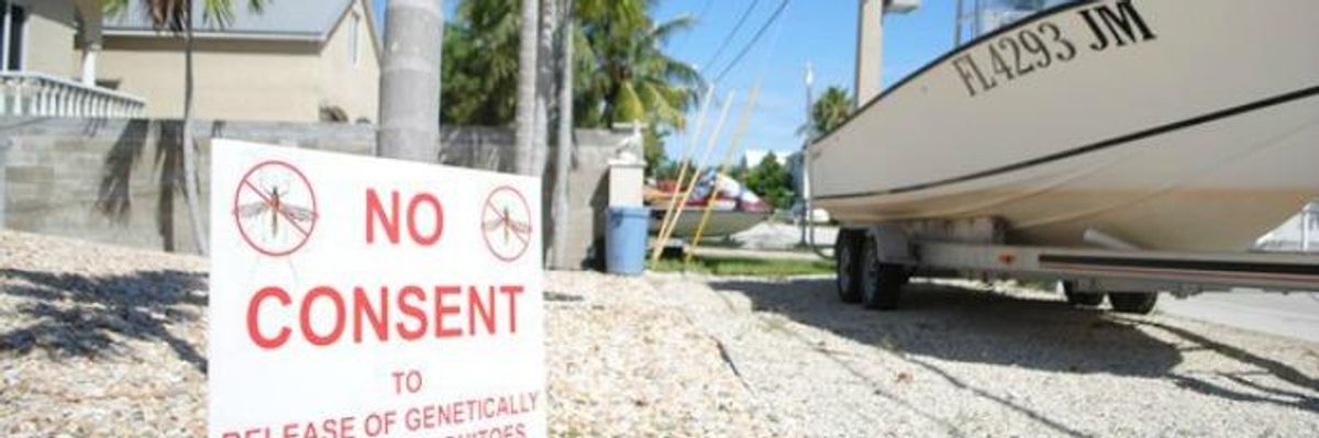 Florida Keys Residents Resist Controversial GMO Mosquito Trial