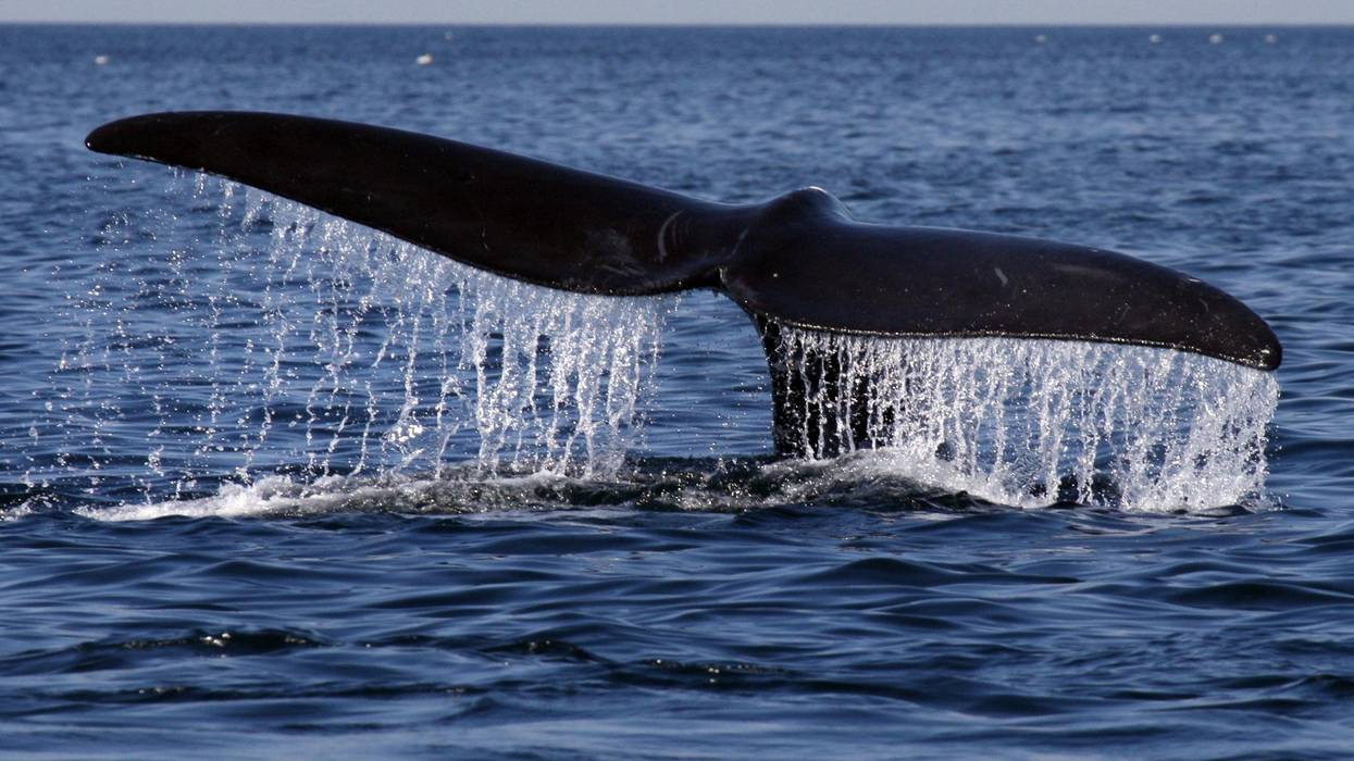 Right whale
