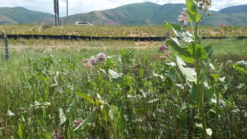 Roadswide milkweed