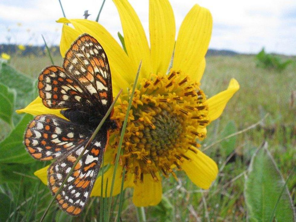 RSTaylors_checkerspot_butterfly_Aaron_Barna_USFWS_FPWC_commercial_use_ok.jpg