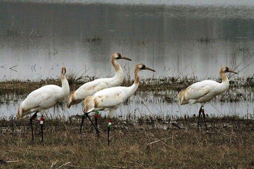 RSwhooping-cranes-William-R-Gates-USFWS-FPWC