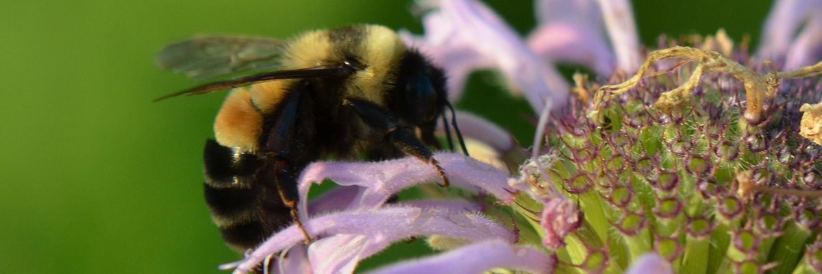 rusty patched bumblebee