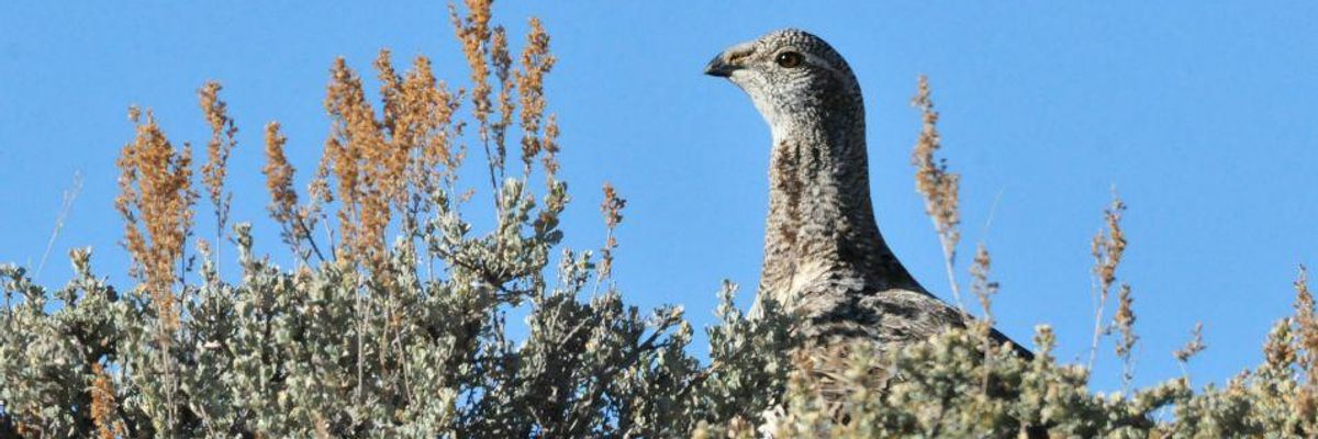 In Frontier Battle Over Sage Grouse, Fossil Fuel Industry is Clear Winner