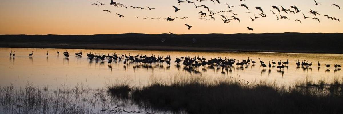 'Major Victory': Court Tosses Out Trump Interior's Gutting of Century-Old Protections for Migratory Birds