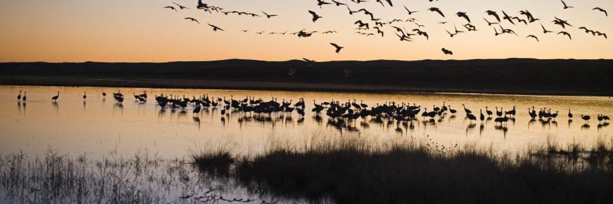 'Major Victory': Court Tosses Out Trump Interior's Gutting of Century-Old Protections for Migratory Birds