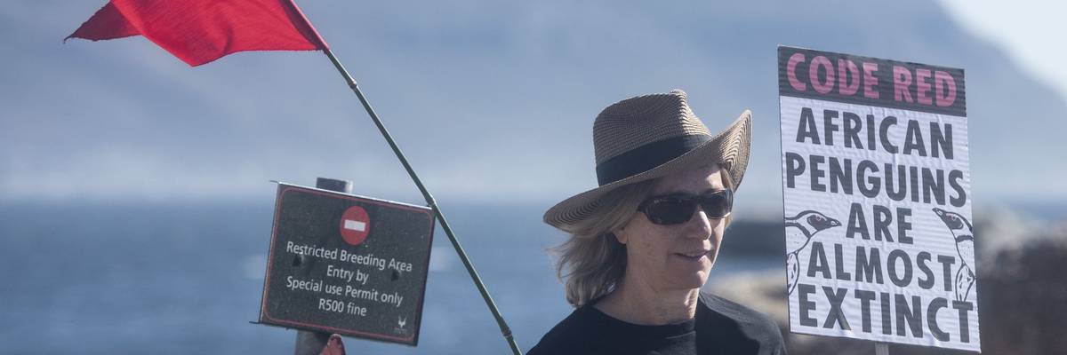 Save The African Penguin From Extinction Protest In South Africa