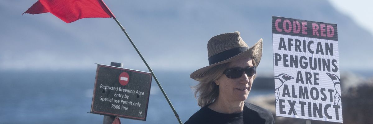 Save The African Penguin From Extinction Protest In South Africa