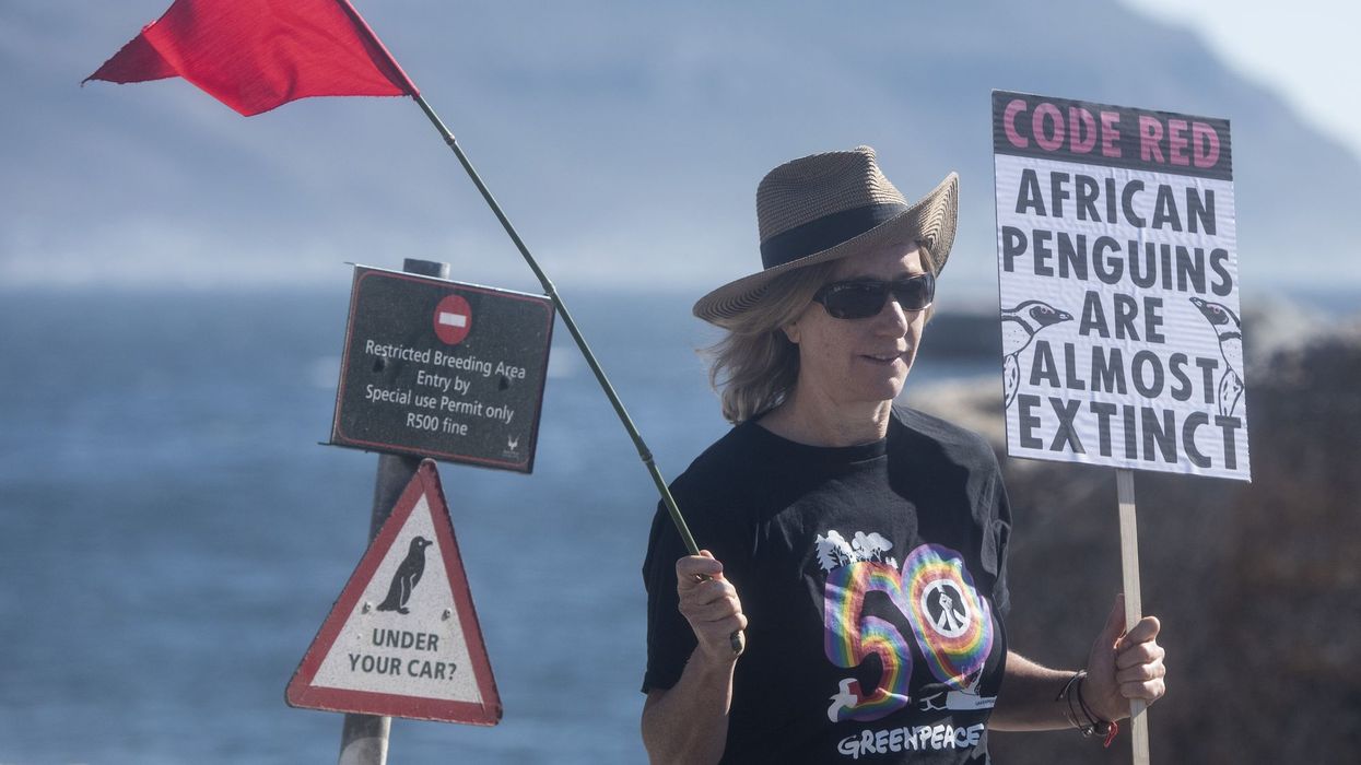 Save The African Penguin From Extinction Protest In South Africa