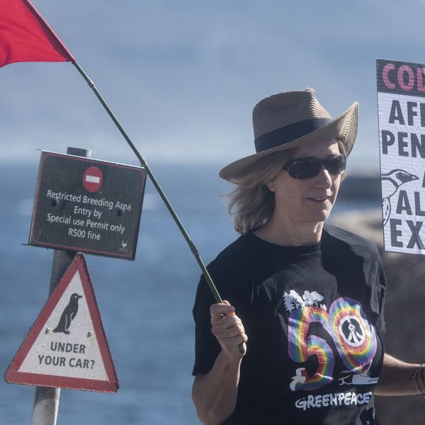 Save The African Penguin From Extinction Protest In South Africa