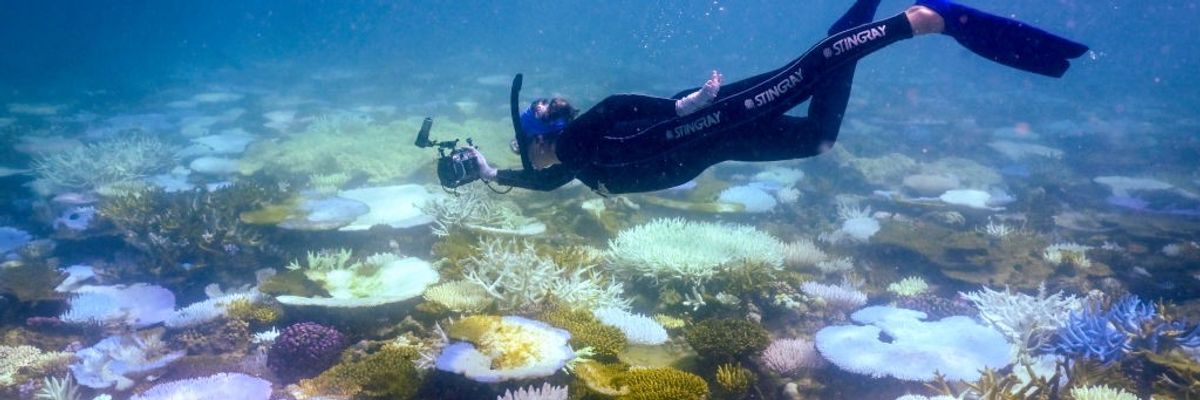 scientist studies Great Barrier Reef