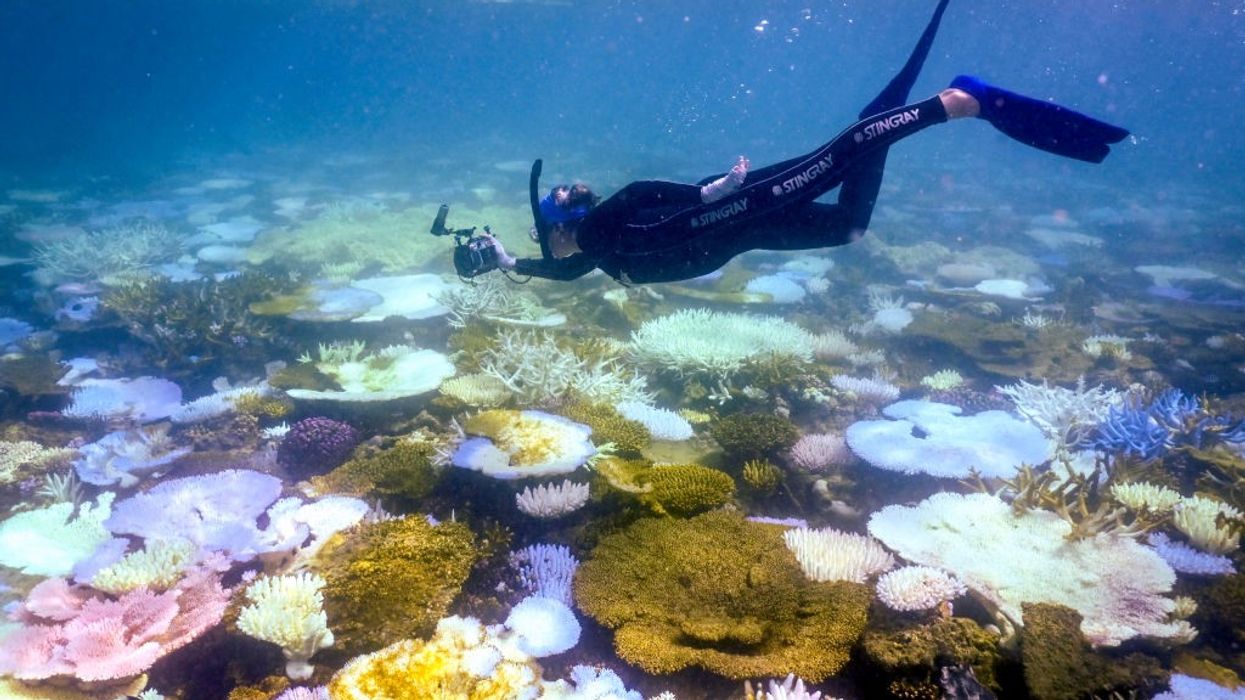 scientist studies Great Barrier Reef