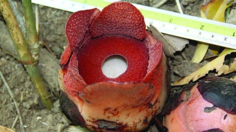 Scientists discovered the smallest of the giant flowers Rafflesia. (Photo: Edwino S. Fernando, CC-BY 4.0)