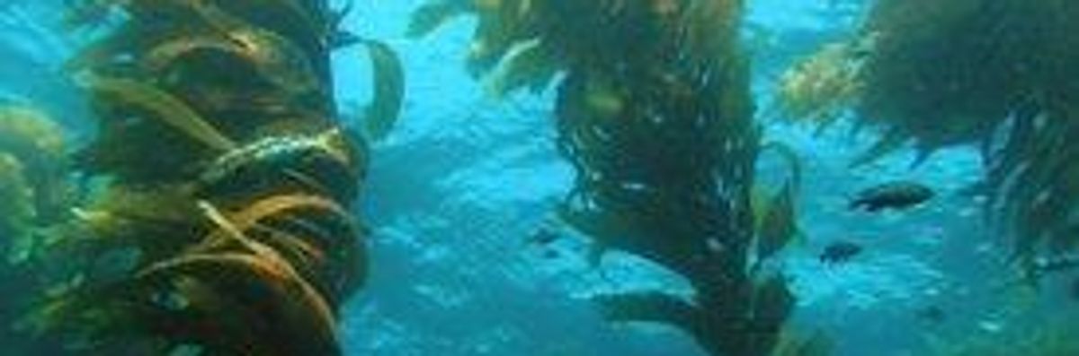 Fukushima Radiation Found in California Kelp