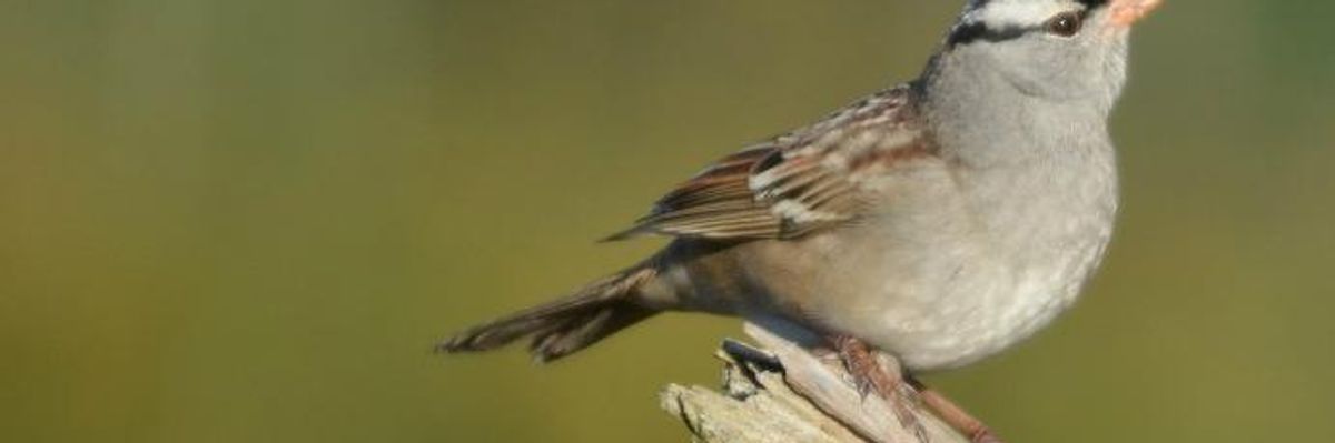 Not Just the Bees, First-of-Its-Kind Study Shows Neonics May Be Killing Birds Too