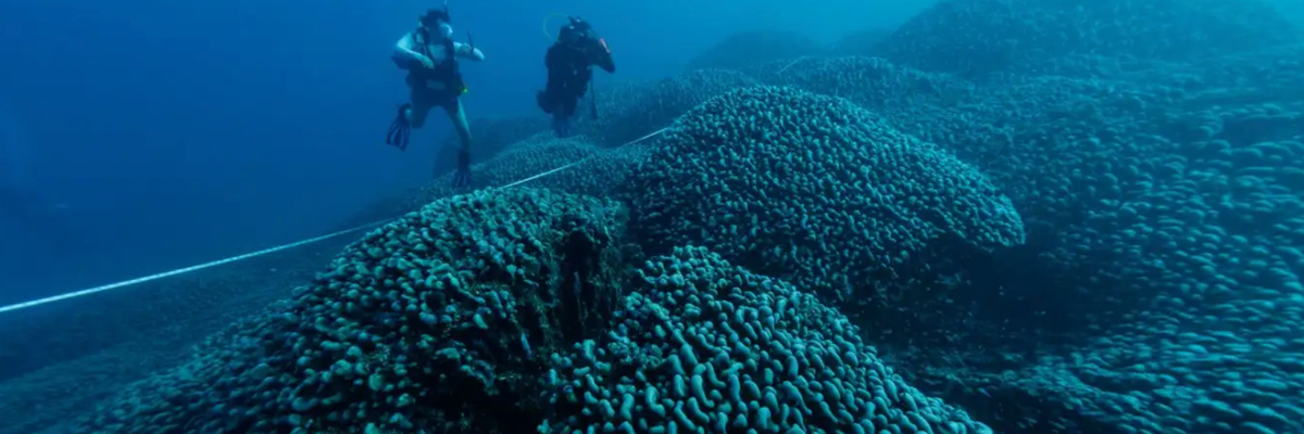 Scientists measure the world's largest coral