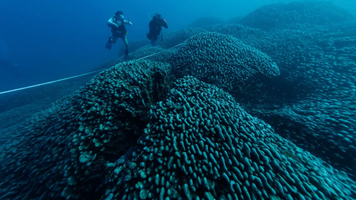 Scientists measure the world's largest coral