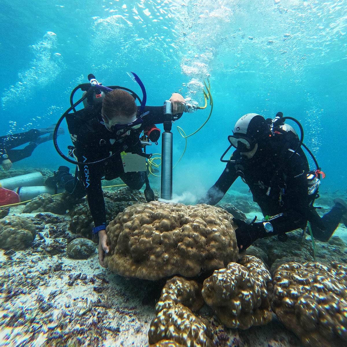 scientists study corals