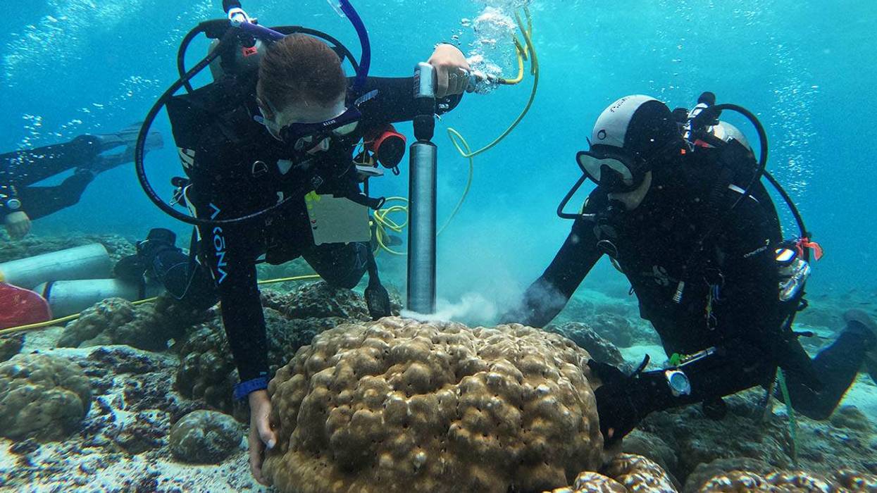 scientists study corals