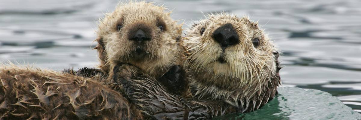 Sea otter with pup.