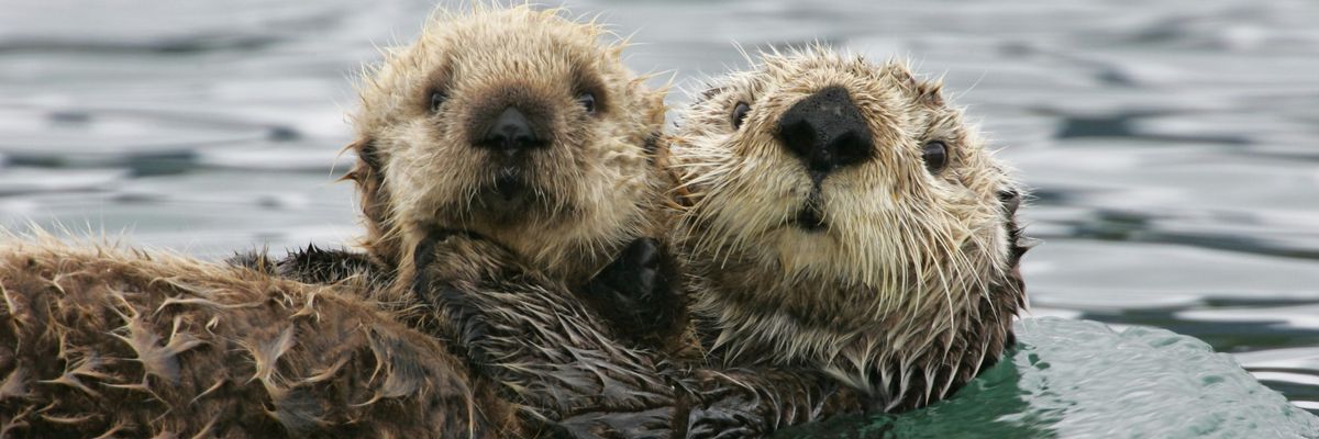 Sea otter with pup.