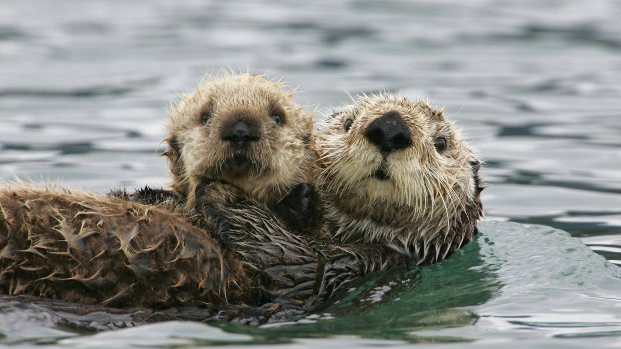 Sea otter with pup.