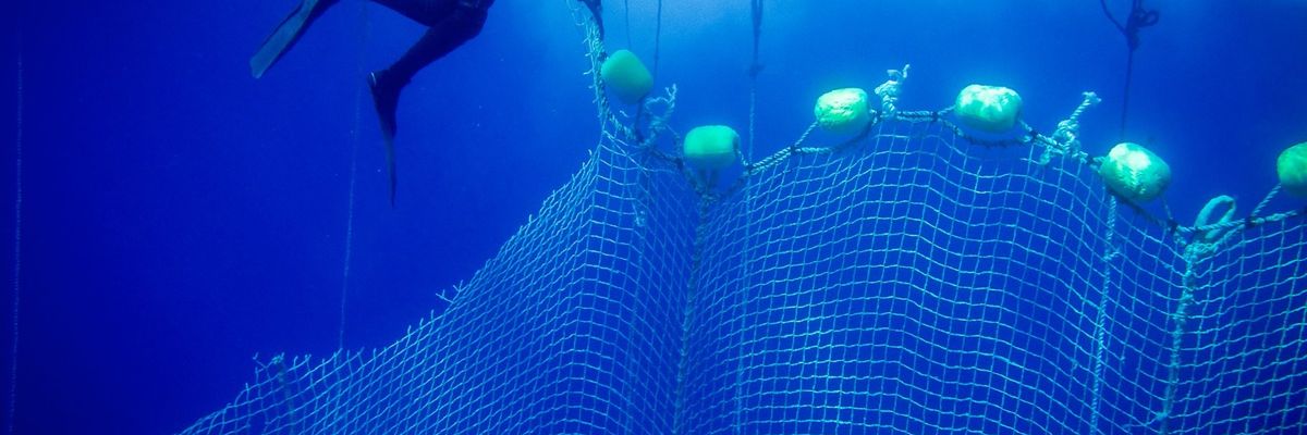 Sea Shepherd diver cutting illegal tuna nets